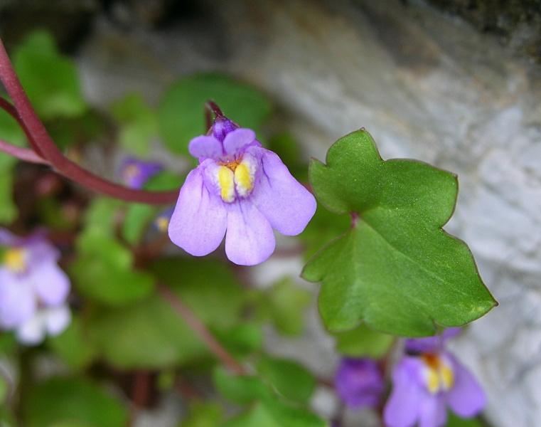 Cymbalaria muralis / Ciombolino comune